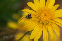 /album/macro/flor-acompanhada-640x480-jpg/